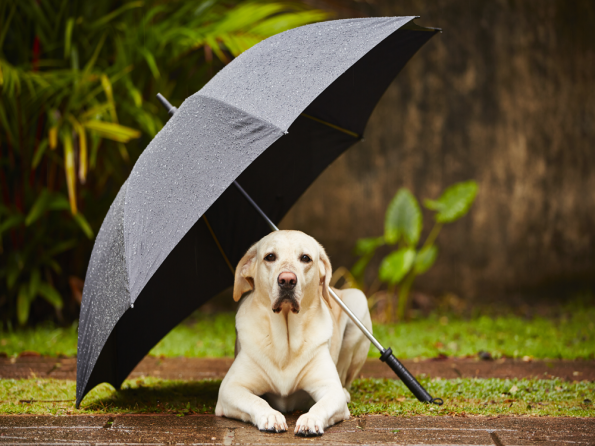 how to help dog afraid of thunder