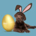 easter, chocolate lab, puppy